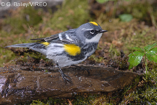 Yellow-rumped Warbler